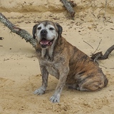 Entry image for Pappy 