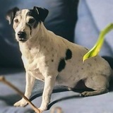 Entry image for Rascal