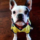 Entry image for Lucas