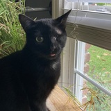 Entry image for Scalawag