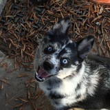 Entry image for Izzy