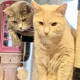 Entry image for Boulder & Queso