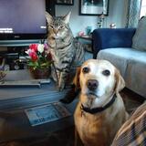 Entry image for Peanut and Cooper