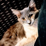 Entry image for Ringo 