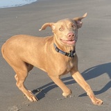 Entry image for Rainey