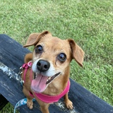 Entry image for Lizzie 