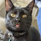 Entry image for Snowball