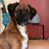 Entry image for Ginger