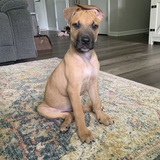 Entry image for Tyson