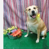 Entry image for Daffy