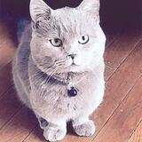 Entry image for Sir Wimbledon