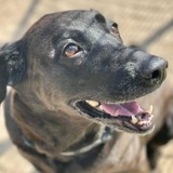 Entry image for Piper 