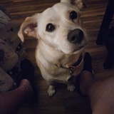 Entry image for Sage