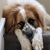 Entry image for Bruce