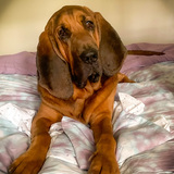 Entry image for Gandalf