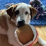 Entry image for Zelda