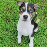 Entry image for Stella 