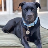 Entry image for Dewey