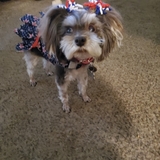 Entry image for Tillie Toot 