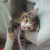 Entry image for Penelope