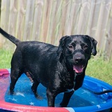 Entry image for Beauregard