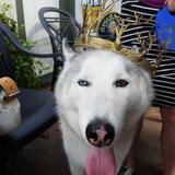 Entry image for Sasha