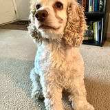 Entry image for Daisy