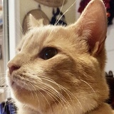 Entry image for Joey