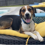 Entry image for Snoop