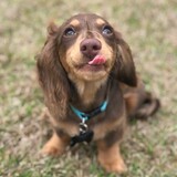 Entry image for Bear