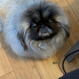 Entry image for Ewok