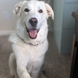 Entry image for Daisy Tupelo