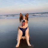 Entry image for Henry