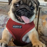 Entry image for Gerry