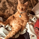 Entry image for Chewie 