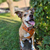 Entry image for Ringo