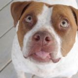 Entry image for Dori