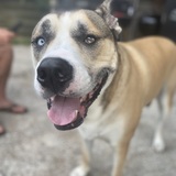 Entry image for Fletcher