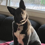 Entry image for Gracie 