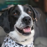 Entry image for Caleb Bullwinkle Shark