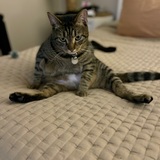 Entry image for GIZMO