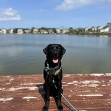 Entry image for Cash