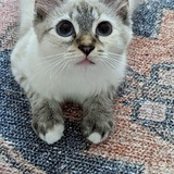 Entry image for Bunny Rabbit