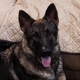 Entry image for Gunner 