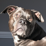 Entry image for Laney Monster Coleman