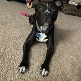 Entry image for Mousse