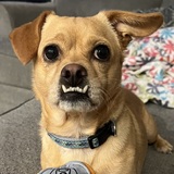 Entry image for Nala