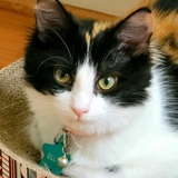 Entry image for Ellie