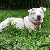 Entry image for Harper