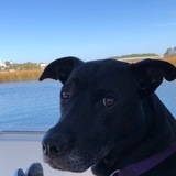 Entry image for Oscar